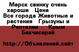 Марск свинку очень хароши › Цена ­ 2 000 - Все города Животные и растения » Грызуны и Рептилии   . Крым,Бахчисарай